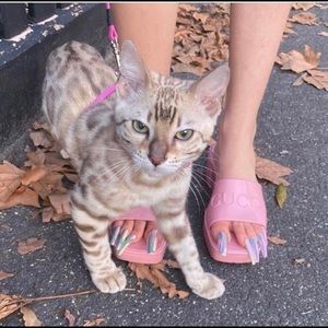 Meet your Posher, Sam